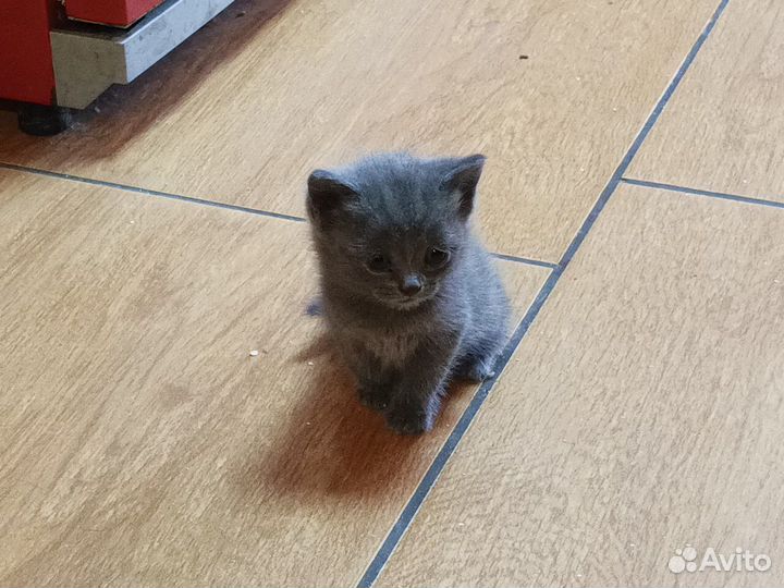 Шотландская кошка