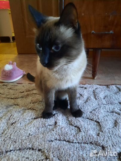 Отдам кота в добрые руки
