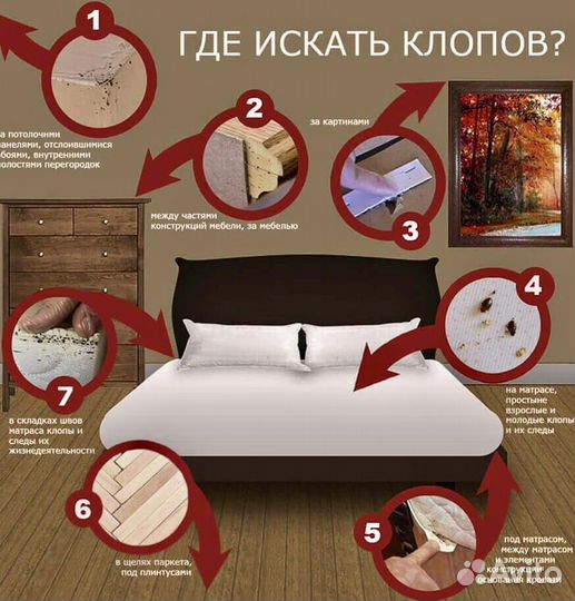 Уничтожение клопов, тараканов, мышей