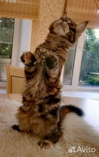 Котята мейн-кун полидакт