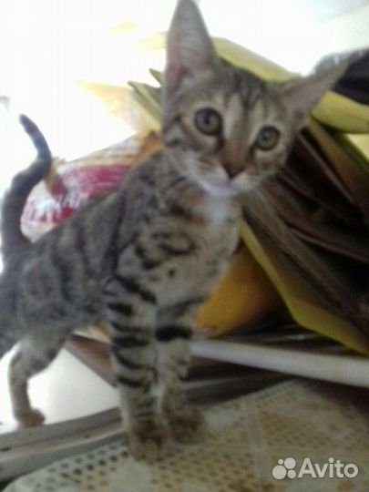 Котята мальчик и 2 девочки