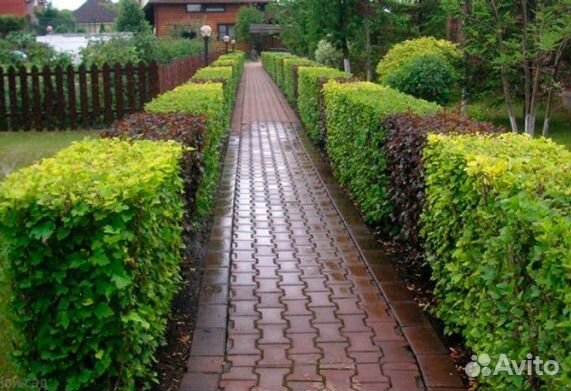 Пузыреплодник Диаболо