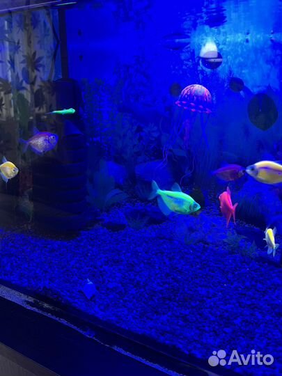 Аквариум