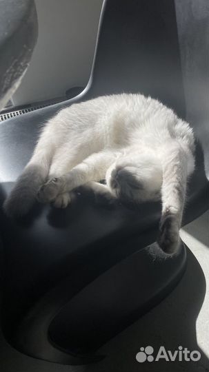 Шотландский кот на вязку серебристая шиншилла