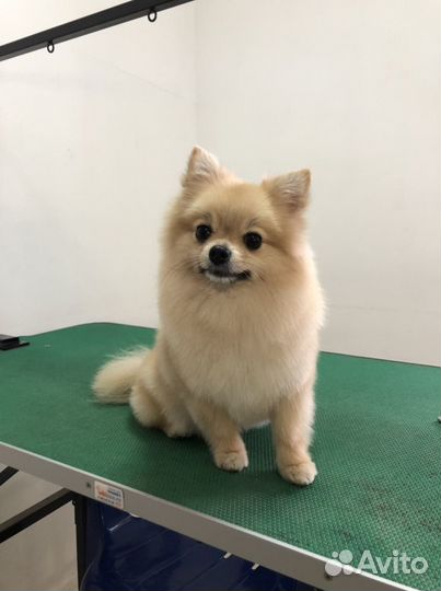 Стрижка собак