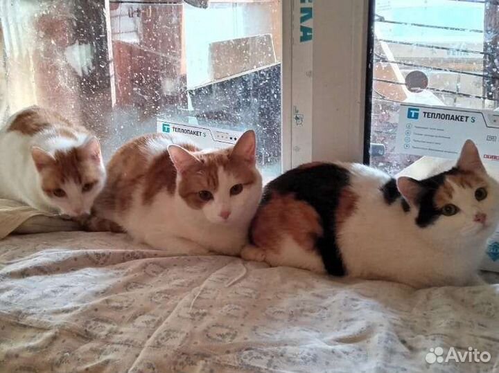 Кошечка в добрые руки