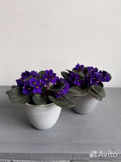 Фиалка фиолетовая