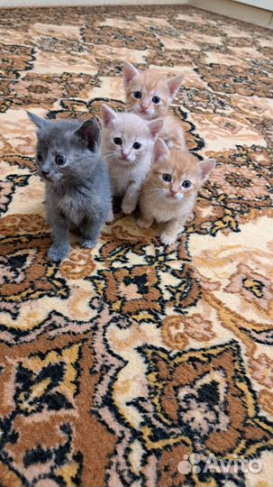 Котята в добрые руки