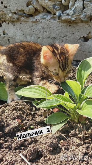 Котята бенгалы