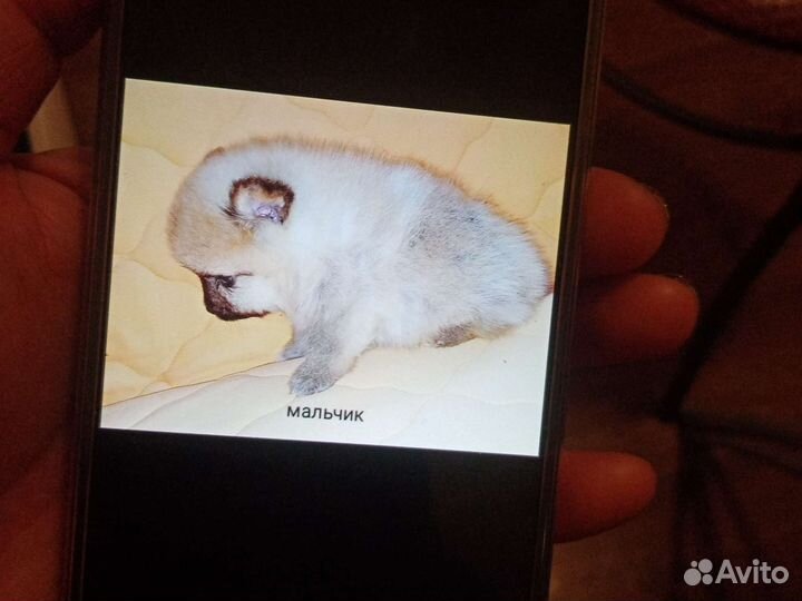 Шпицы померанцы