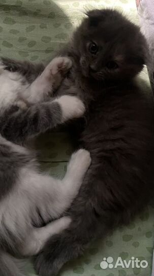 Британская вислоухая кошка 2 месяца