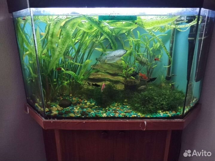 Аквариум