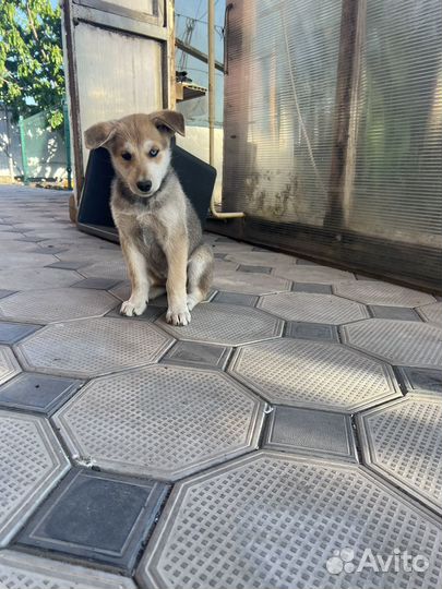 Собака в добрые руки отдам бесплатно