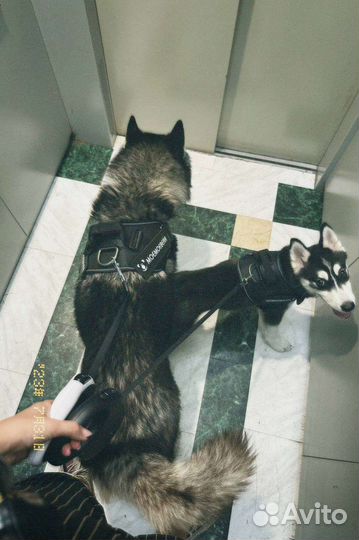 Щенок хаски