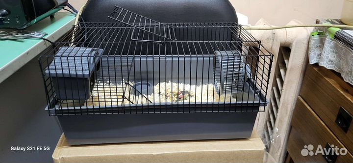 Джунгарский хомяк