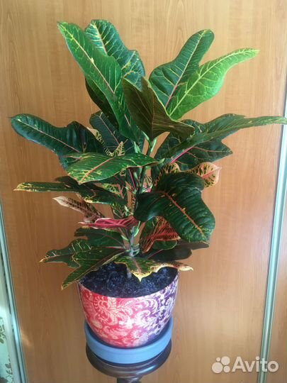Комнатные цветы кротон, пеперомия