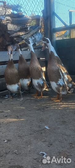 Индийский бегунок