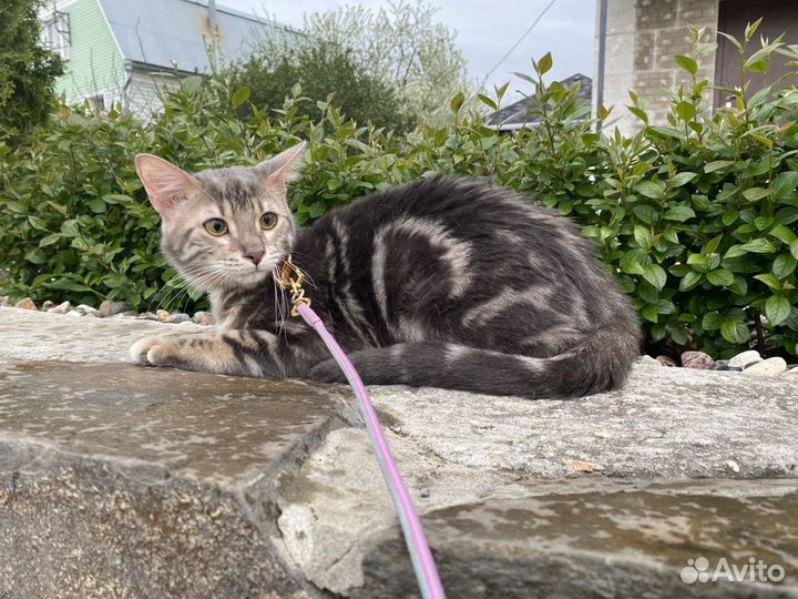 Чаузи ф2 кошечка Малика