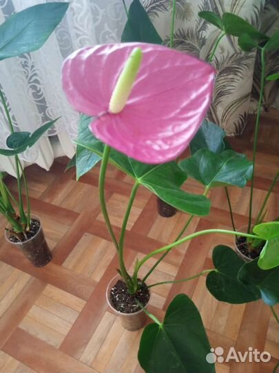 Антуриум Виолет Харт