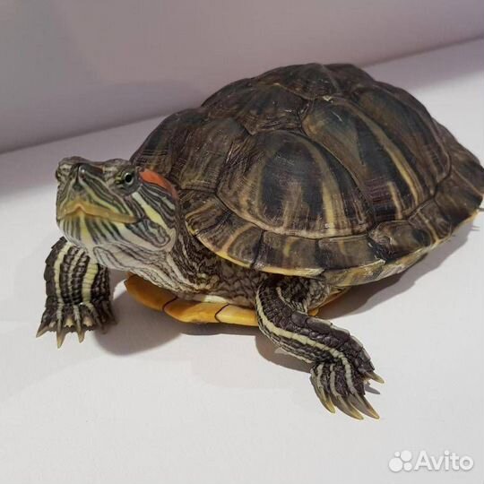 Красноухая черепаха бесплатно