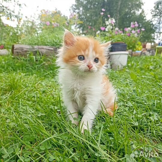 Котёнок