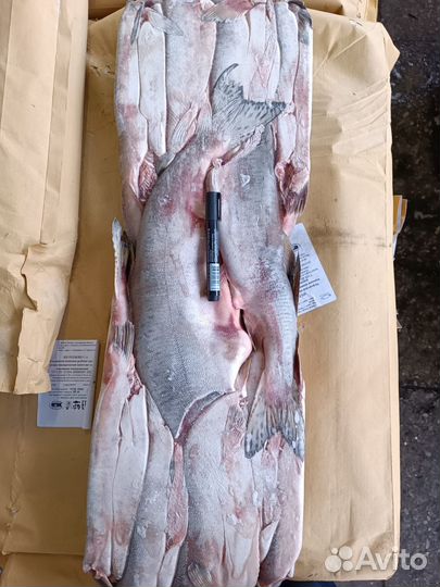 Рыба Кета Сахалинская, морская, дикая