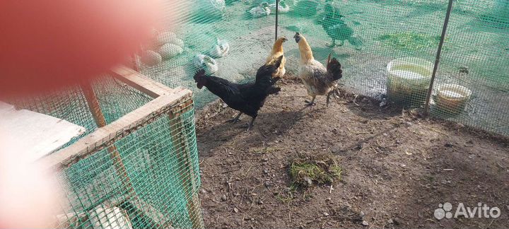 Петухи ухейилюй и лакеданзи