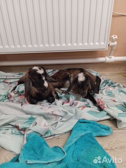 Козлики на племя