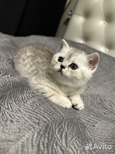 Шотландские котята, девочки