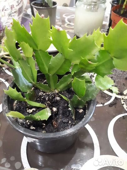 Декабрист шлюмберга