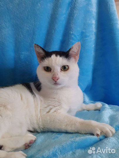 Кошка модного окраса ищет дом