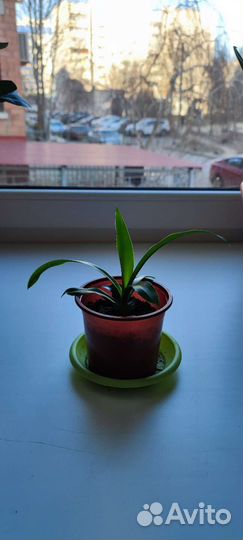 Пальма юкка