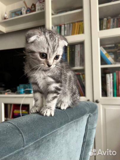 Шотландская вислоухая