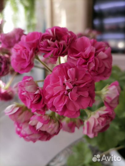Пеларгония герань сортовая