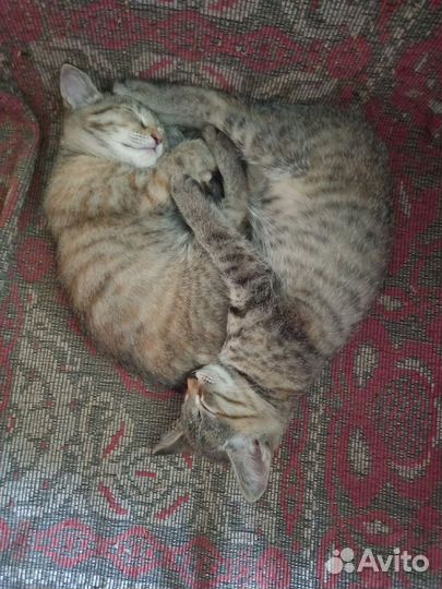 Котята в добрые руки фартовые)