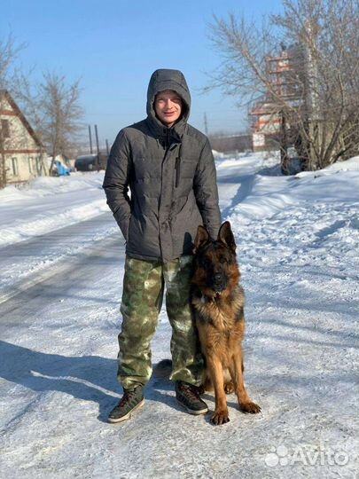 Дрессировка собак кинолог