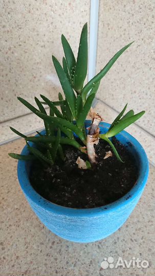 Алоэ в горшке