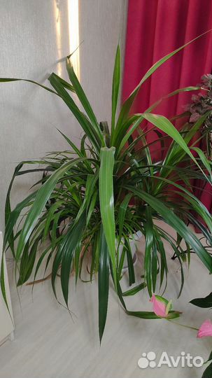 Пальма панданус