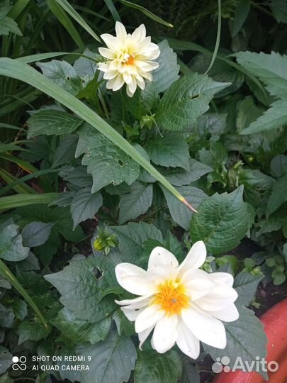 Луковичные растения