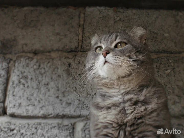 Одам кота