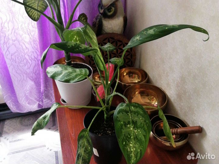 Аглаонема псевдоэрантеум