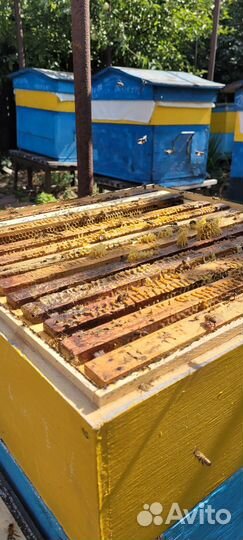 Настоящий мёд со своей пасеки