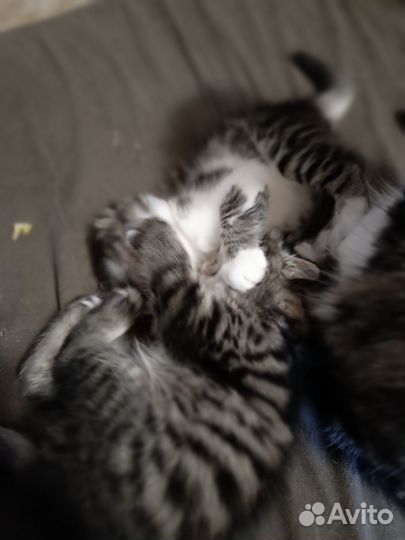 Котята в добрые руки бесплатно