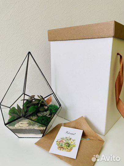 Флорариум Капля Суккуленты Подарок
