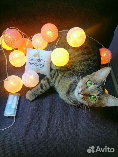 Отдам в добрые руки котёнок