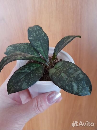 Продаю хойи