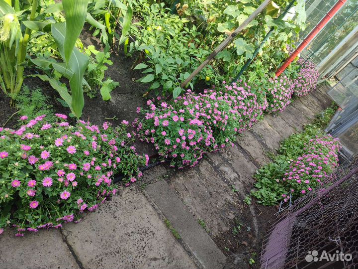 Астры бордюрные(альпийские),многолетние