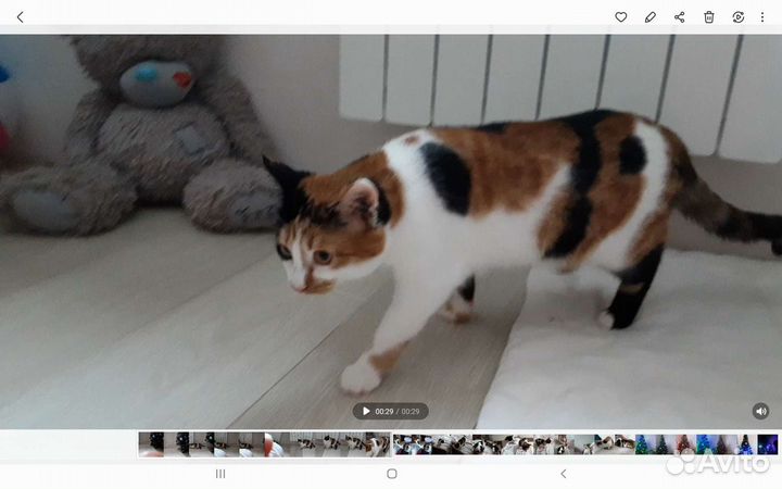 Кошечка и котик в добрые руки