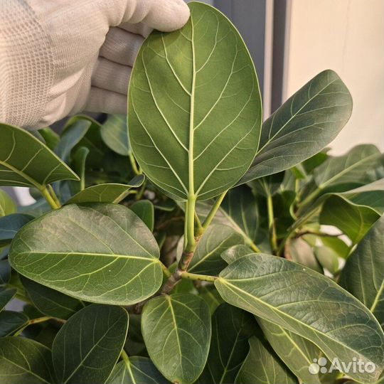 Фикус бенгальский на переплетенном стволе