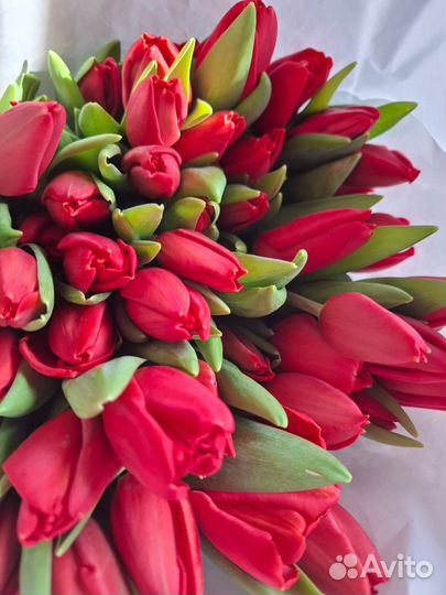 Тюльпаны к 8 марта